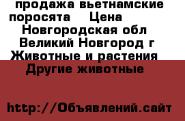 продажа вьетнамские поросята  › Цена ­ 2 500 - Новгородская обл., Великий Новгород г. Животные и растения » Другие животные   